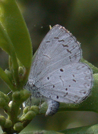 Atlantic Azure